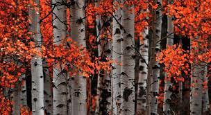 Colorful Leaves Of Colorados Aspen Trees Birch Tree Art Aspen Trees Autumn Scenery