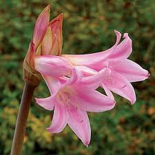 How many different types of lily flowers are there. List Of 50 Types Of Lilies Along With Growing And Care Information Garden Mandy