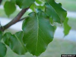Maybe you would like to learn more about one of these? Bradford Pear Reconnecting To Our Waterways