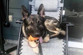 K9 Team Deployed For Victoria Arrest After Tazer Pepper Spray Proved Ineffective Victoria News