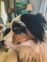 Toy australian shepherds have relatively few health problems, other than cataracts, hip dysplasia, and eye and ear conditions. Miniature Australian Shepherd 10 Things You Should Know Your Dog Advisor
