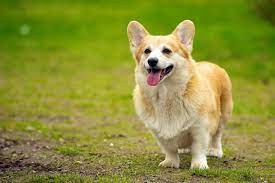 The Corgi Personality Revealed The Dog People By Rover Com