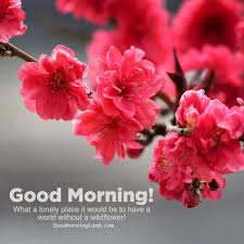 It's your love and your life. Top Ten Good Morning Flowers With Images Good Morning Images Quotes Wishes Messages Greetings Ecards