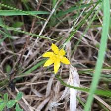 Image result for Hypoxis galpinii