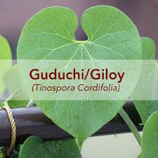 Image result for Tinospora