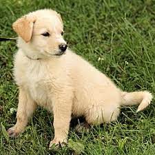 Golden retriever puppies for sale in syracuse ny. Syracuse Ny Golden Retriever Meet Mason A Pet For Adoption