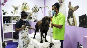 Welcome to groomingdales pet spa, the day spa for pampered pets. Creature Comforts A Guide To Professional Pet Grooming In The Uae