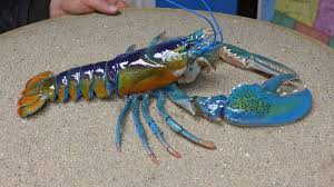 Rainbow Lobster In 2020 Lobster Crab And Lobster Crustaceans