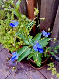 Image result for Clerodendrum buchneri