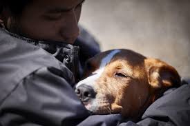 Signs and symptoms are ways the body lets you know that you have an injury, illness, or disease. Does Your Dog Have Cancer The Warning Signs You Need To Look Out For