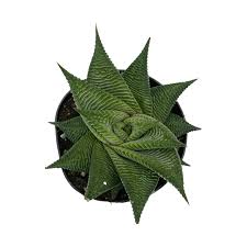 Image result for Haworthia limifolia