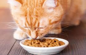 Rating Popular Dry Cat Foods Lovetoknow