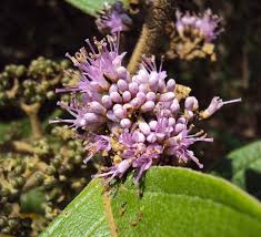 Image result for Cuviera tomentosa