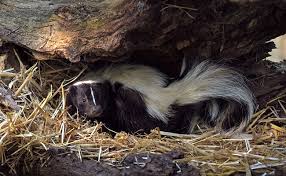 Bonjour, je pense que de nos jours, il est recommandé d'avoir un diplôme. Le Sanglier Laie Et Marcassin Comment Et Ou Vit Il Tout Savoir Sur Le Sanglier