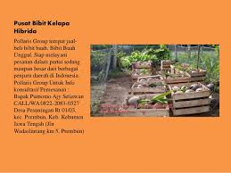 Anda dapat membeli batok kelapa di tempat kerajinan terdekat atau beberapa marketplace dengan harga. Bibit Kelapa Kopyor Bandung Bibit Kelapa Kopyor Unggul Bibit Kelapa