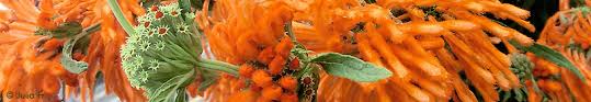 Image result for Leonotis myrothamnifolia