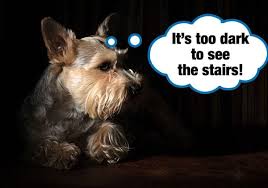 Jan 28, 2010 · possibly you could team carry him down the stairs by turning him sideways, one person grabs hold of the top strap of his chest harness and the other grabs his rear harness (see links below) or a towel under his belly, but that requires 2 people to be home every time he goes out, and it is potentially a lot of jostling and strain on the dog's back while he is recovering from surgery, you'd have to be very smooth and coordinated as you carry him. 8 Dog Proof Tricks To Stop Your Dog Falling Down The Stairs