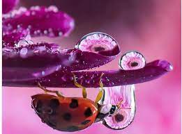 Maybe you would like to learn more about one of these? Bukan Editan Foto Tetesan Air Ini Diambil Oleh Seorang Fotografer Makro Profesional Umahliyu
