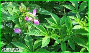 ذفرة سبينوزا ويطلق عليه نبات العنكبوت او زهرة العنكبوت او شعيرات القط cleome spinosa نبات الزينة النبات معلومات نباتية وسمكية cleome spinosa plants au s