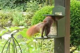 Bauanleitung Eichhornchen Futterkasten Westfalia Versand Deutschland Tierhauser Eichhornchen Garten