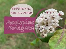 Redring Milkweed Asclepias Variegata Grow Milkweed Plants