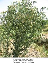 Image result for Conyza limosa