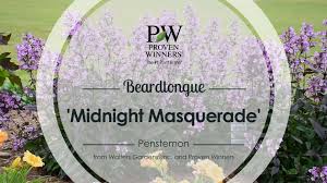 Maybe you would like to learn more about one of these? Video Penstemon Midnight Masquerade
