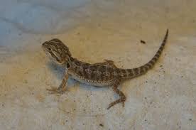 Bartagame Zookauf Zwahr In Gorlitz