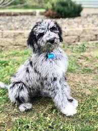 Black And White Doodle Dog For Sale Blue Merle Goldendoodle Puppy Goldendoodle Puppy For Sale Blue Merle