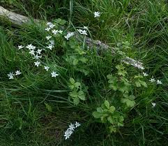 Maybe you would like to learn more about one of these? Star Of Bethlehem Star Of Bethlehem Wild Flower Finder