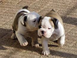Bulldog Puppy Friends Puppy Friends Dog Friends Bulldog Puppies