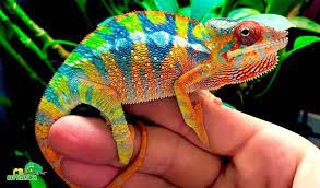 Totally Free Child Panther Chameleon Pet Exclusive Chameleon Pet Chameleons For Sale Baby Chameleon
