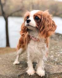 This Adorable 2 Year Old Puppy Is So Tiny It S Hard To Believe He S Fully Grown Cavalier Puppy King Charles Cavalier Spaniel Puppy Cavalier King Charles Dog