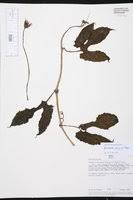 Image result for Eureiandra leucantha