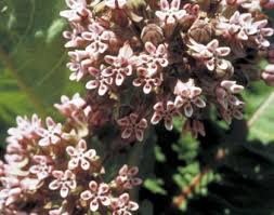 Image result for Asclepias palustris