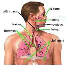 Di dalam epidermis terdapat stomata yang berperan dalam pertukaran gas. Mekanisme Pertukaran Gas Respirasi Dan Gas O2 Dan Co2