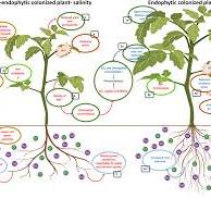 Alleviation of salinity stress in plants by endophytic plant ...