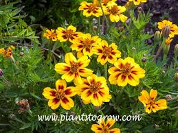 Image result for Tagetes patula