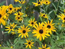 Image result for Rudbeckia hirta