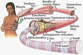 Animal Ts Types Human Body Muscles Human Anatomy And Physiology Muscle