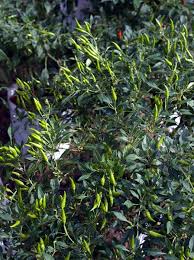 Anak pokok sesuai dialihkan ke dalam bekas tanaman kekal atau pasu apabila setelah berusia 2 minggu atau paling tidak anak pokok telah mengeluarkan 4 helai daun matang. Tanamsendiri Com Grow Your Own Tanam Sendiri Cili Capsicum Annum