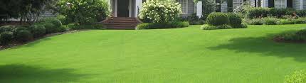 Landscaping for jacksonville data center's grand opening. Orwhat Lawn Care Do You Want Better Service Or What