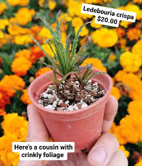 Image result for Ledebouria Unidentified sp. no5.