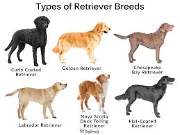 Different Types Of Retrievers In 2020 Most Popular Dog Breeds Retriever Sporting Dogs