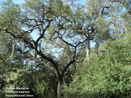 Image result for Schinopsis