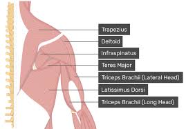 Muscles of the back, anatomy chart. Teres Minor Muscle Attachments Actions Innervation