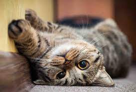 Silver tabby cat with pink ribbon. Here Are The Cutest Cat Videos To Get You Through Quarantine Film Daily