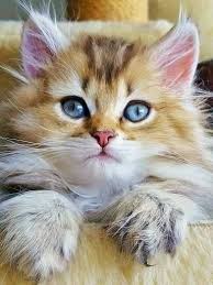 Umit Aslim Adli Kullanicinin Cats Kediler Panosundaki Pin Sevimli Hayvan Yavrulari Guzel Kediler Hayvan Yavrulari