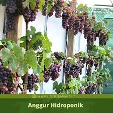 Teknik menanam anggur dijamin berhasil. Tips Sukses Menanam Anggur Secara Hidroponik Ciriciripohon Com