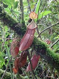 Image result for Nesaea heptamera